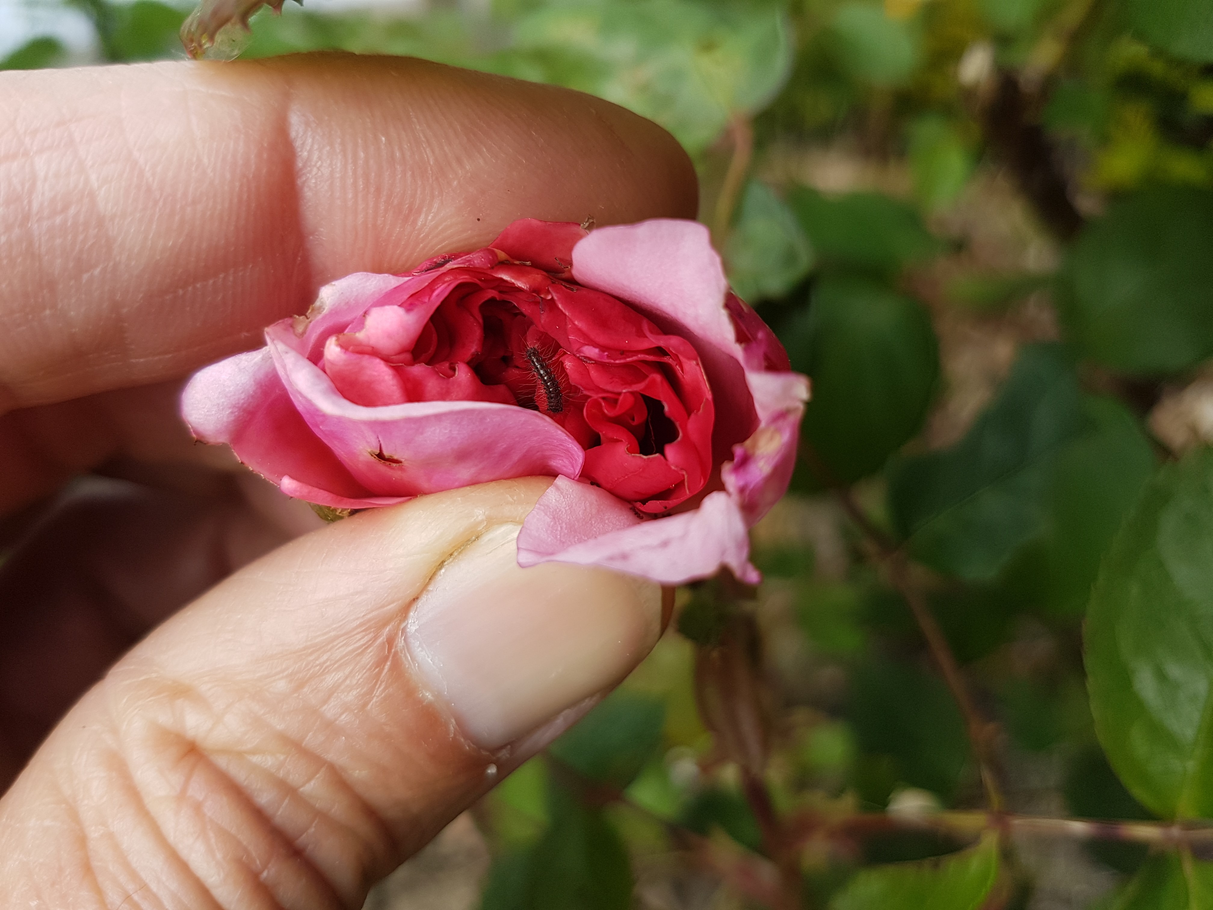 Prévenir : chenille qui se régale dans un boutons de rose : lutte mécanique = je l’écrase ! 